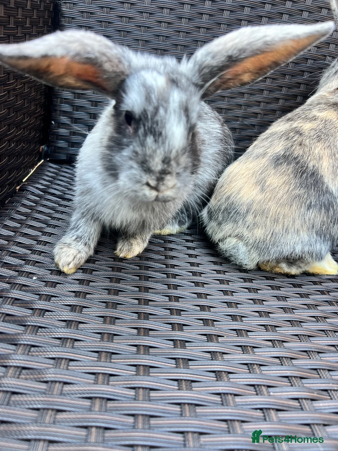Mixed Breed rabbits for sale: Baby Dwarf Lop x Lionhead in Lichfield - Advert 2