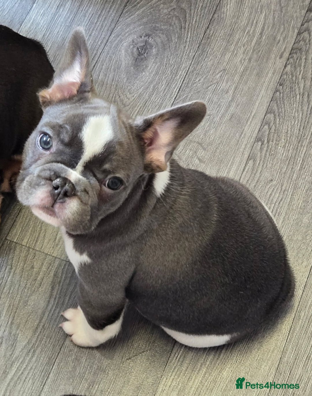 French Bulldog dogs for sale: 6 beautiful litter of French Bulldogs - Advert 11