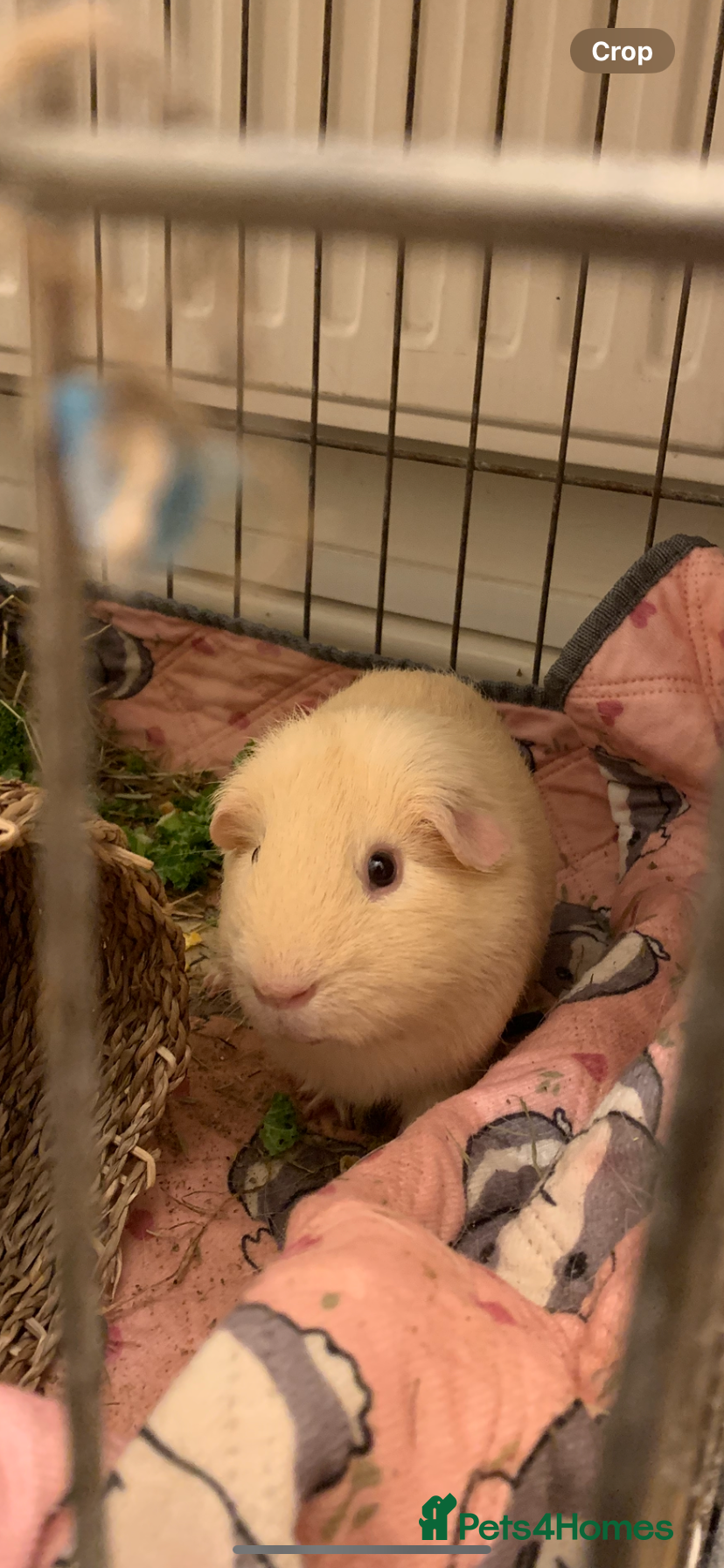 Guinea Pig rodents Male cream Guinea pig - Advert 1