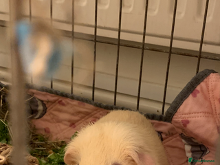 Guinea Pig rodents Male cream Guinea pig - Advert 1