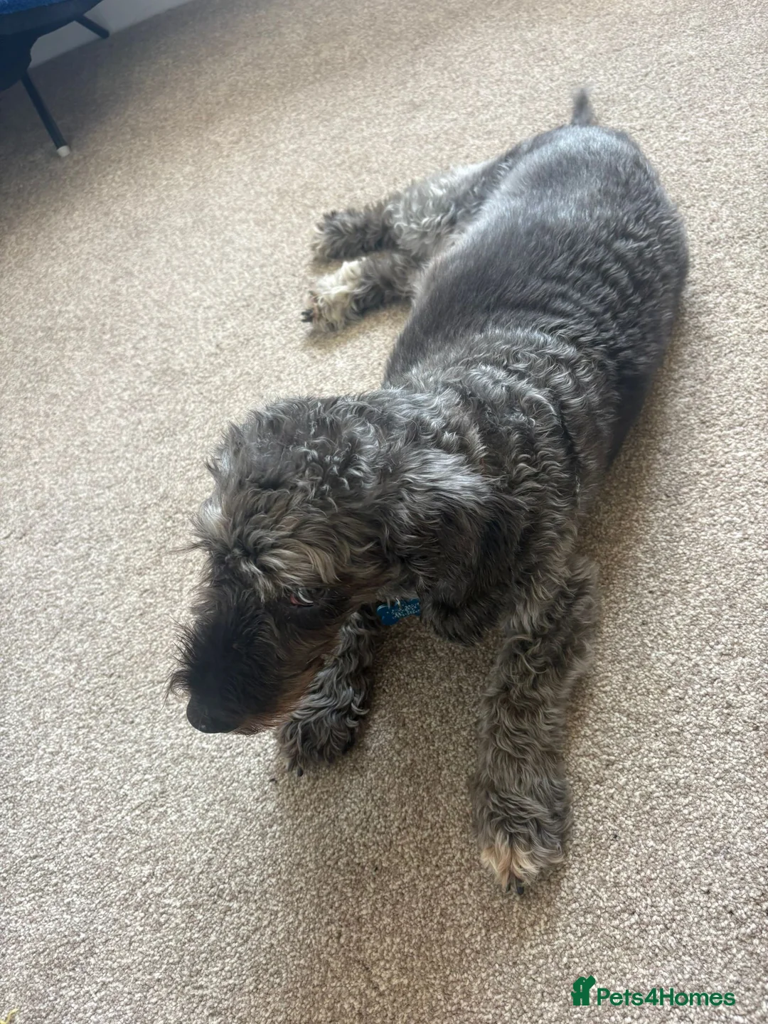 Jackapoo dogs for sale: Jackapoo Poodle x Jack Russell F1  in Clitheroe - Advert 6
