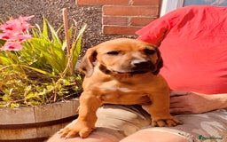 Rhodesian Ridgeback dogs for sale: Lovely Red Wheaten FULLY health tested parents in Pwllheli - Image 4