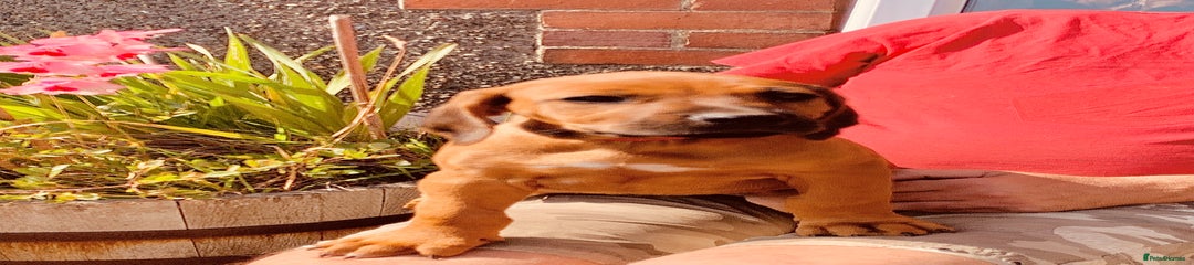 Rhodesian Ridgeback Puppy 8