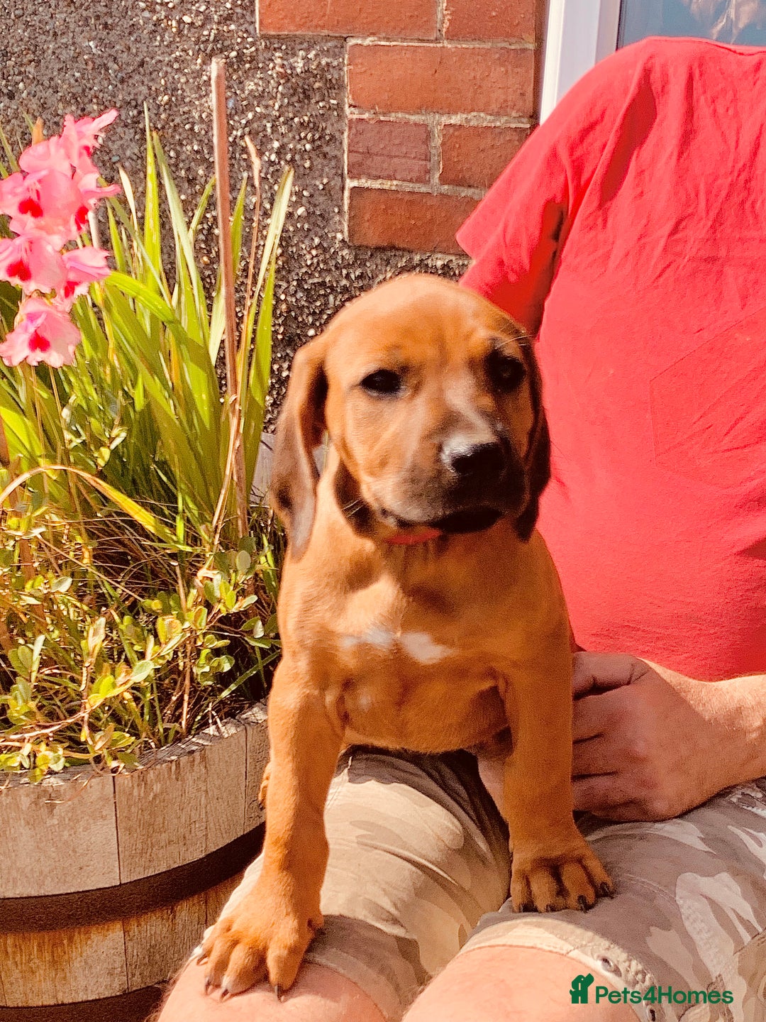 Rhodesian Ridgeback dogs for sale: Lovely Red Wheaten FULLY health tested parents in Pwllheli - Image 4