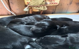 Labrador Retriever dogs for sale: Beautiful kennel club pups with impressive lines - Image 4