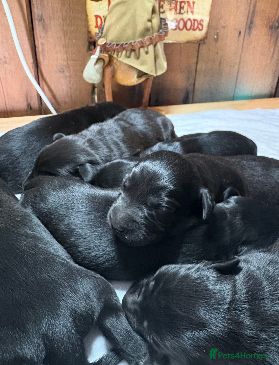 Labrador Retriever dogs for sale: Beautiful kennel club pups with impressive lines - Image 4