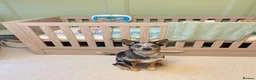 Australian Kelpie dogs for adoption: Binky - Advert 7