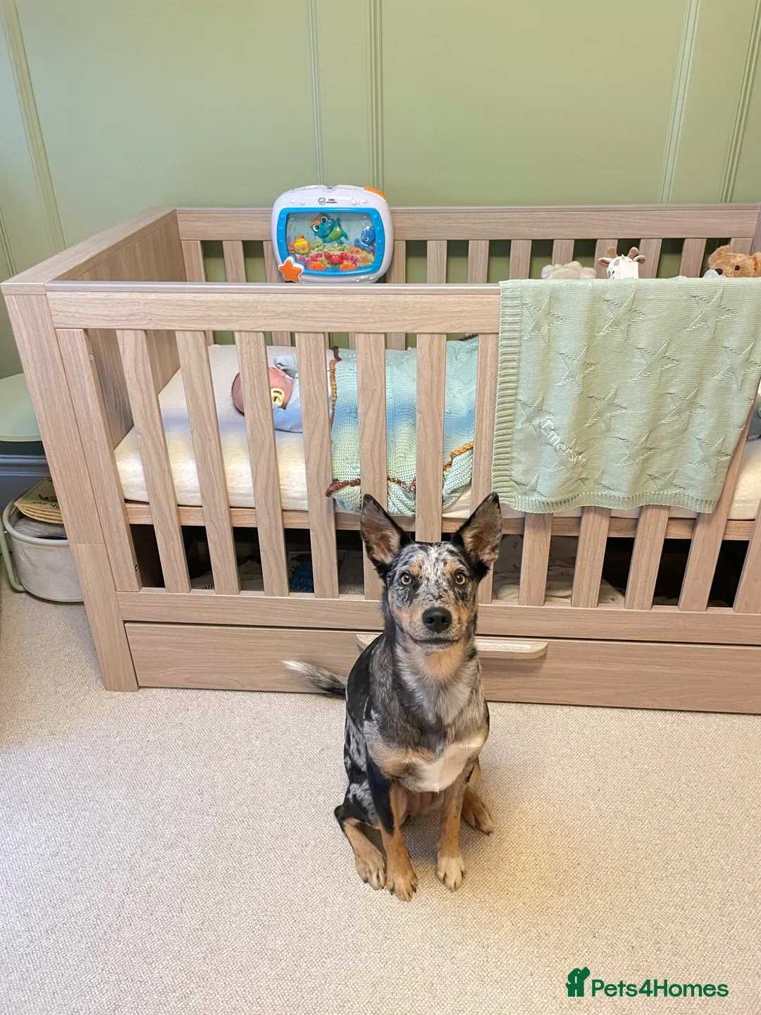 Australian Kelpie dogs for adoption: Binky - Advert 7