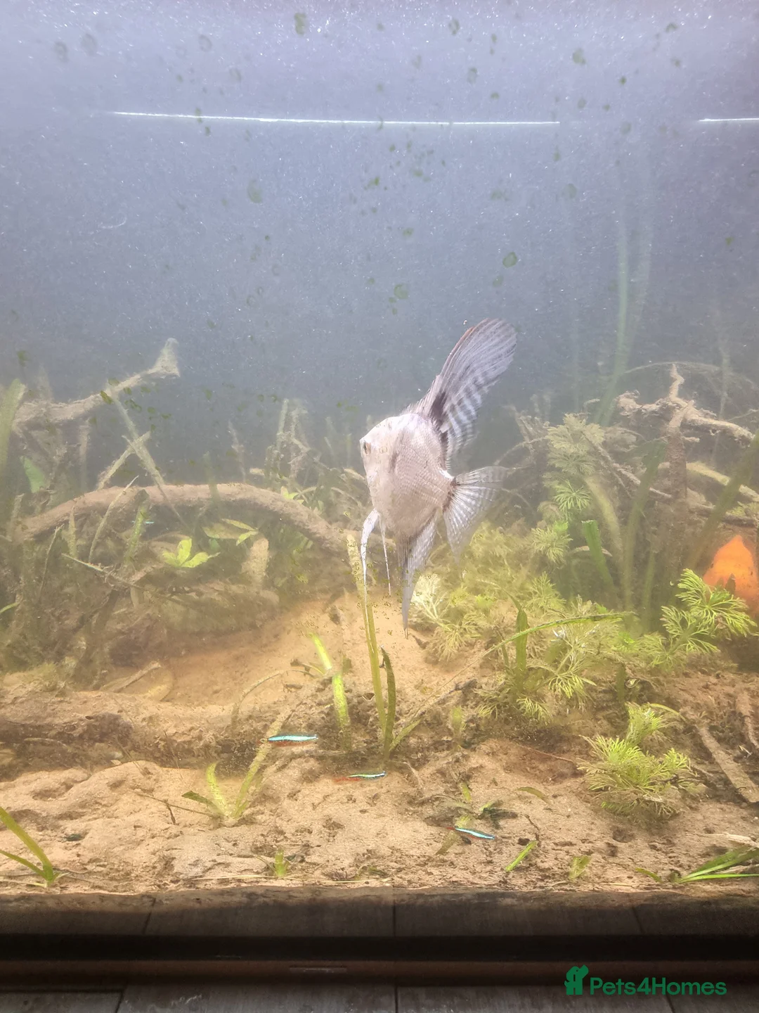 Cichlids fish for sale: Tropical fish - Advert 21