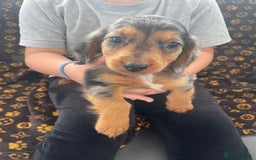 Miniature Dachshund dogs for sale: Miniature dachshund  - Image 12