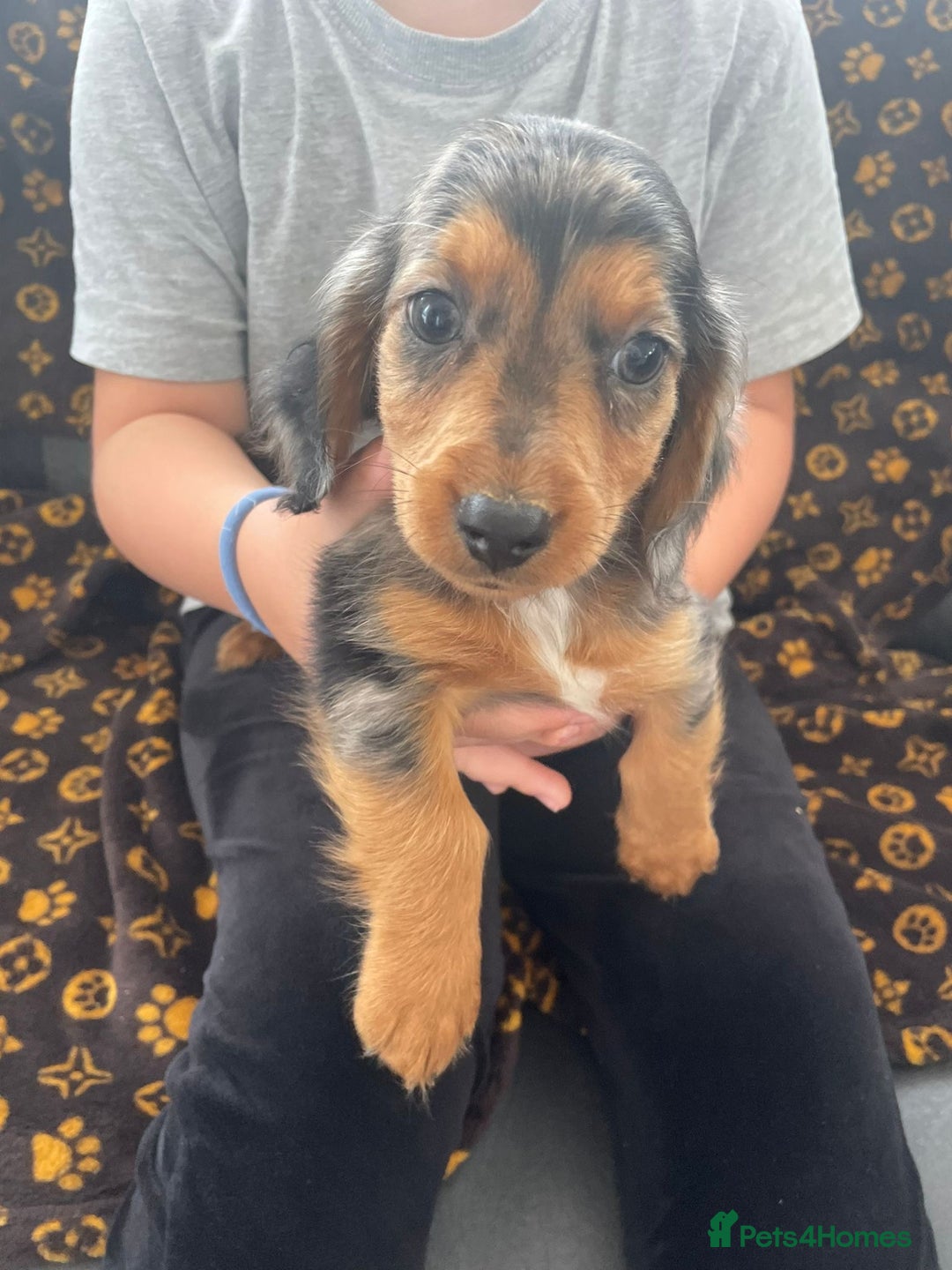 Miniature Dachshund dogs for sale: Miniature dachshund  - Image 12