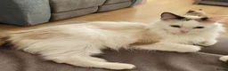Ragdoll cats for sale: Male Ragdoll kitten AVAILABLE NOW - Advert 6