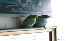 Budgerigars birds for sale: 2 budgies and cage - Image 1