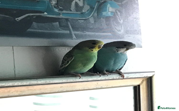 Budgerigars birds - Advert 1
