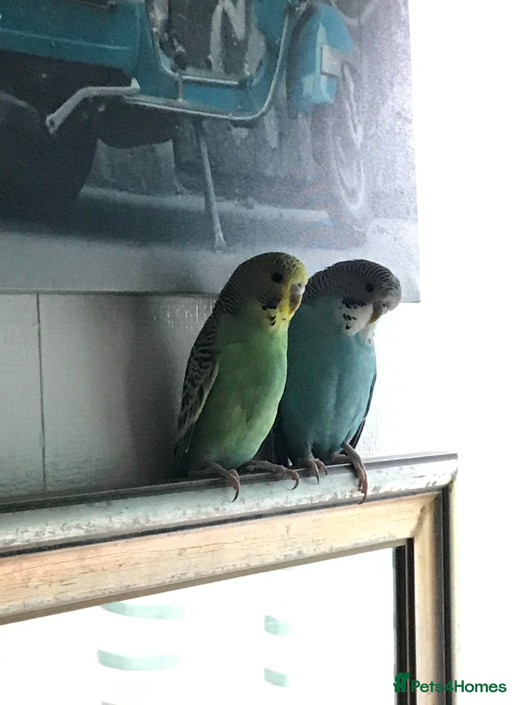 Budgerigars birds for sale: 2 budgies and cage - Image 1