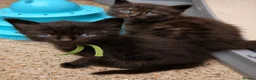 Ragcoon cats for sale: Beautiful Ragcoon kittens 🐾  - Advert 7