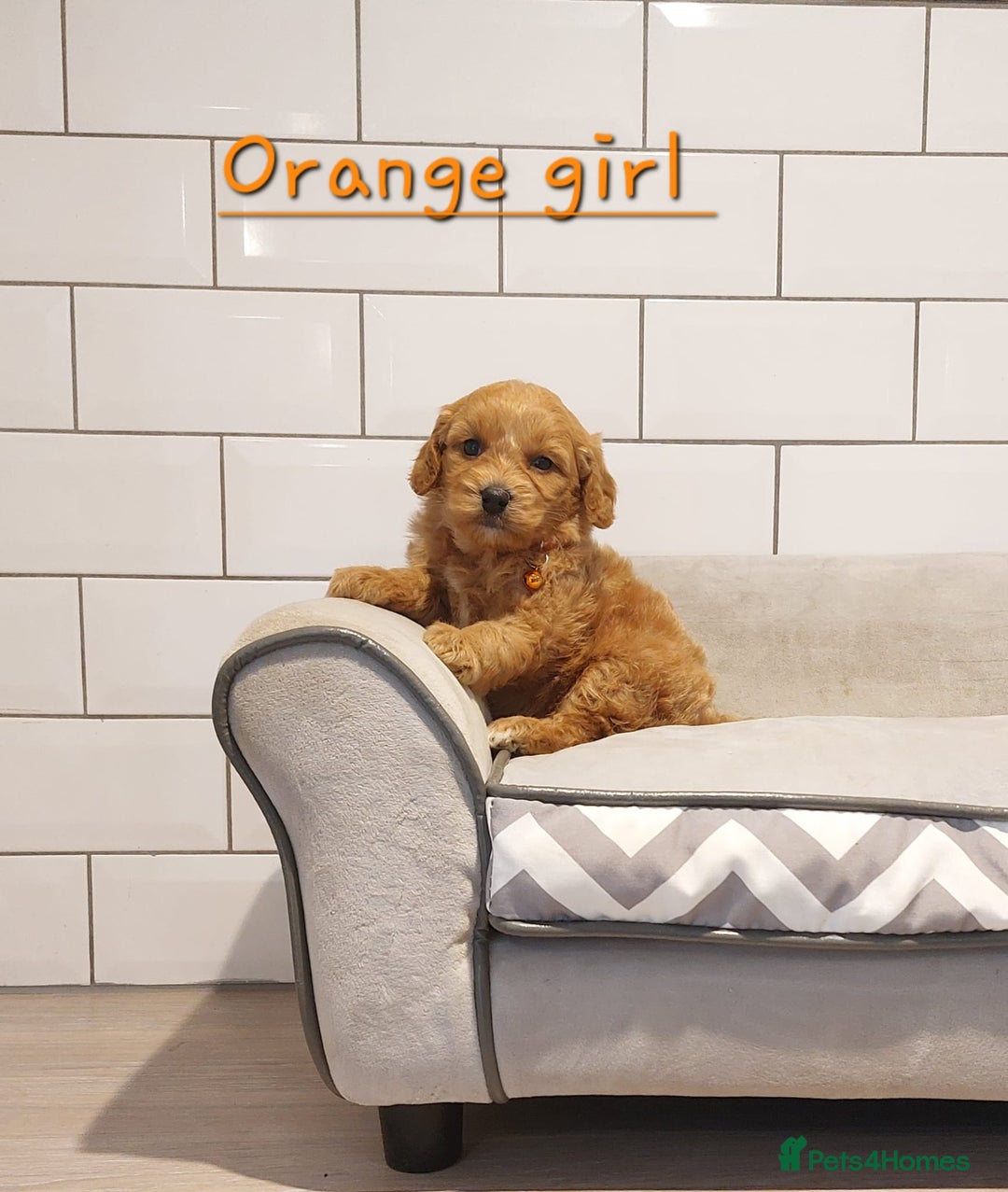 Cavachon dogs for sale: Cavapoochon puppies 💕 - Advert 4