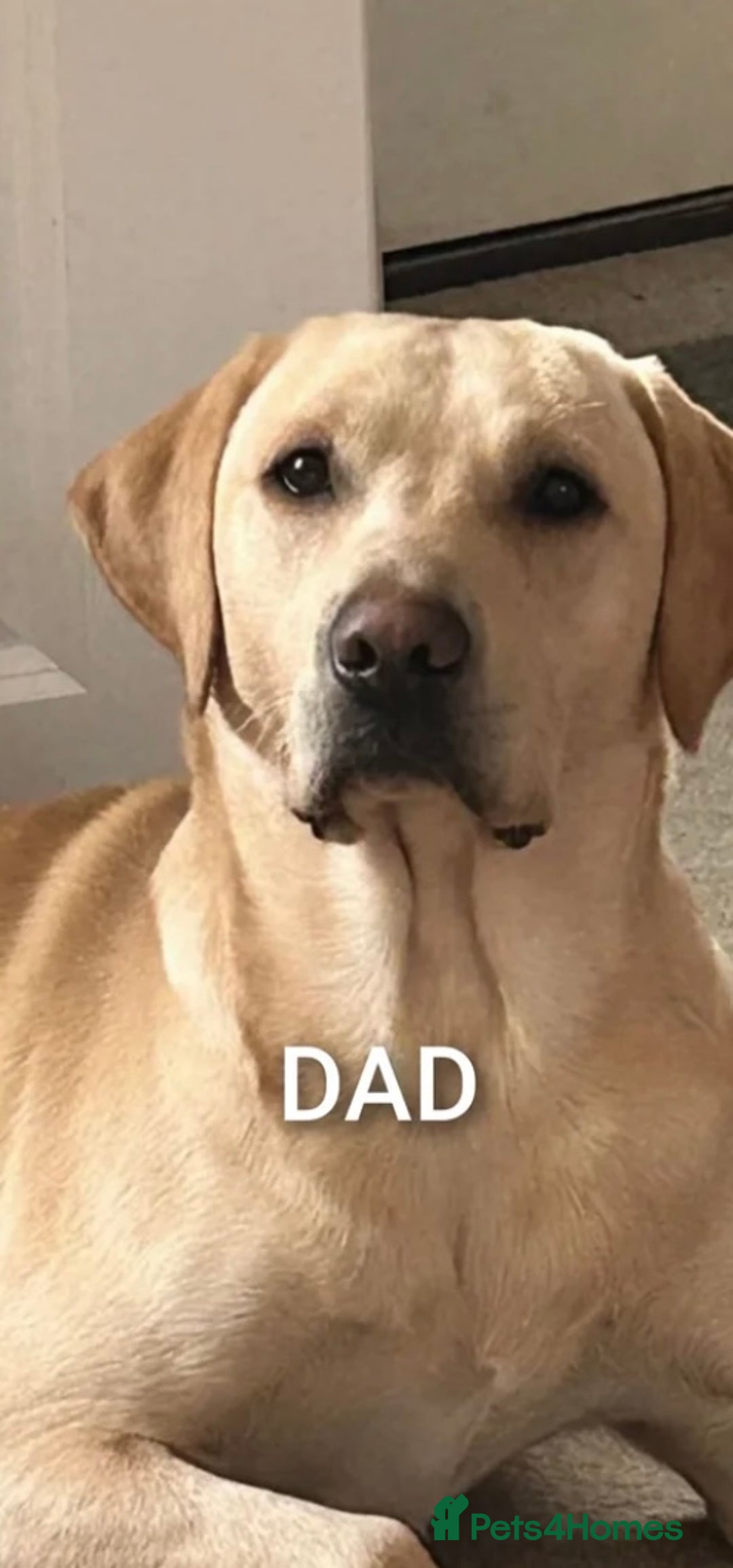 Labrador Retriever dogs for sale: Beautiful 8-Week Labrador Puppy – Loving & Calm - Image 7