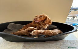 Cocker Spaniel dogs for sale: Beautiful KC Cocker spaniels  - Image 9