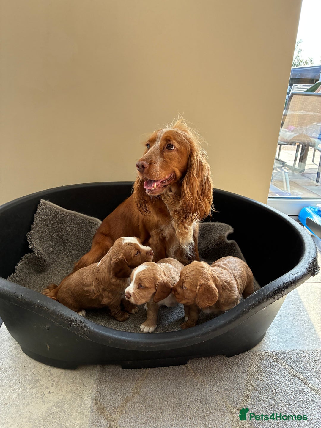 Cocker Spaniel dogs for sale: Beautiful KC Cocker spaniels  - Image 9