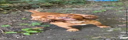 Cocker Spaniel dogs for sale: Working cocker spaniel for REHOME - Advert 4