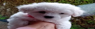 Bichon Frise Puppy 3 (Red)