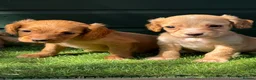 Cocker Spaniel dogs for sale: Stunning KC reg and fully health tested  - Advert 6