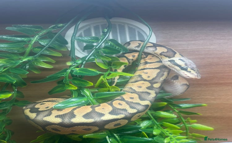 Python Snake reptiles - Advert 14