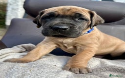 Great Dane dogs for sale: Beautiful fawn Great Dane puppies  - Image 3
