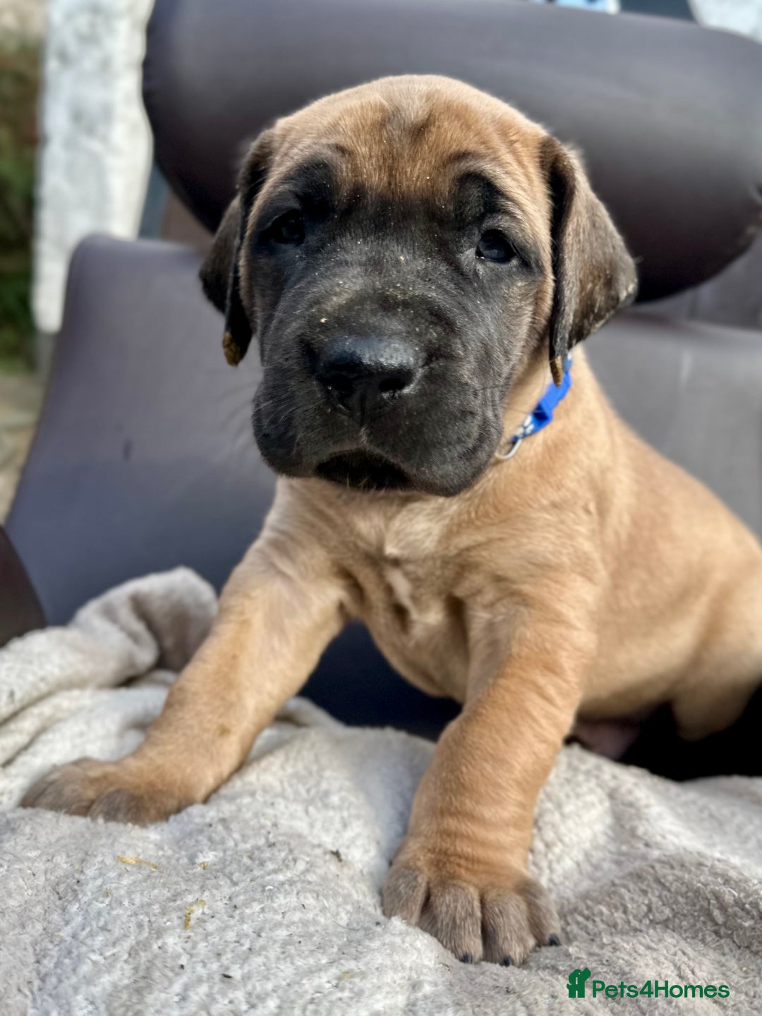 Great Dane dogs for sale: Beautiful fawn Great Dane puppies  - Image 3