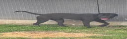 Cane Corso dogs for sale: Uk founder of the CANE CORSO - Advert 4