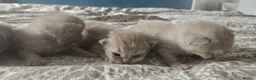 British Shorthair cats for sale:  British shorthair  - Advert 27