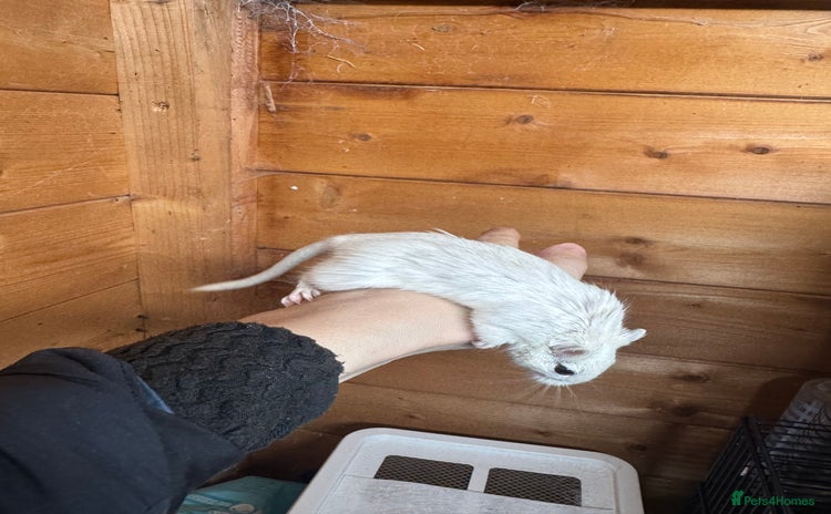 Gerbil rodents - Advert 1