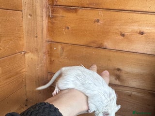 Gerbil rodents - Advert 34