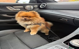 Pomeranian dogs for sale: Louis - Advert 1