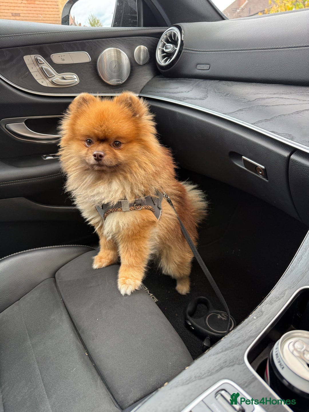Pomeranian dogs for sale: Louis - Advert 1