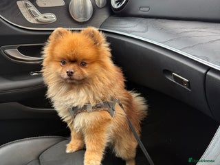 Pomeranian dogs Louis - Advert 3