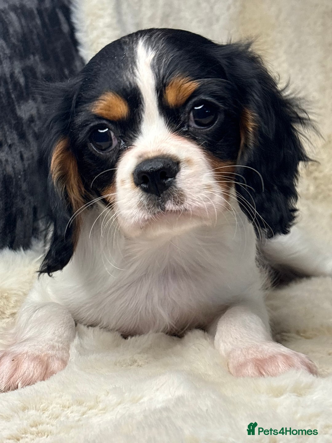 Cavalier King Charles Spaniel dogs for sale: Health tested cavalier puppies  - Advert 1