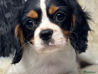 Cavalier King Charles Spaniel dogs Health tested cavalier puppies - Advert 1