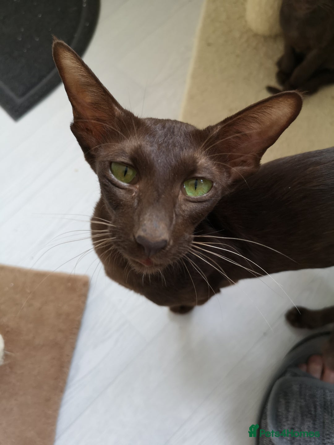 Oriental cats for sale: Stunning Orientals Chocolate (Havana)  - Image 9