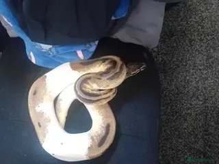 Python Snake reptiles Ball python - Advert 12