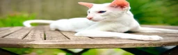 Oriental cats for sale: White Oriental Female Available 🤍 in Dingwall - Advert 7
