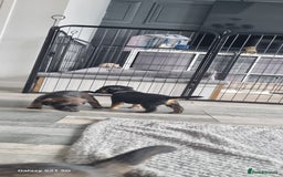 Border Terrier dogs for sale: Border Terrier Pups - Image 15