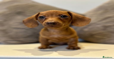Miniature Dachshund dogs - Advert 4
