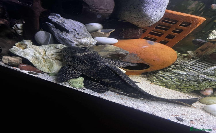 Plecos fish - Advert 5