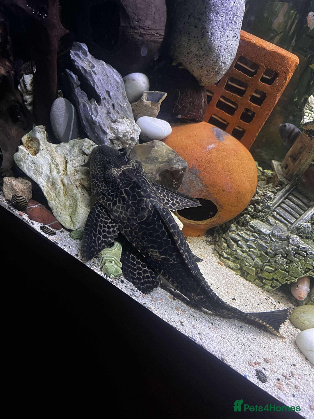 Plecos fish for sale: Red tail shark  - Image 1