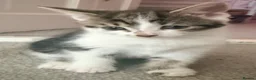 Mixed Breed cats for sale: Beautiful babies available - Advert 2