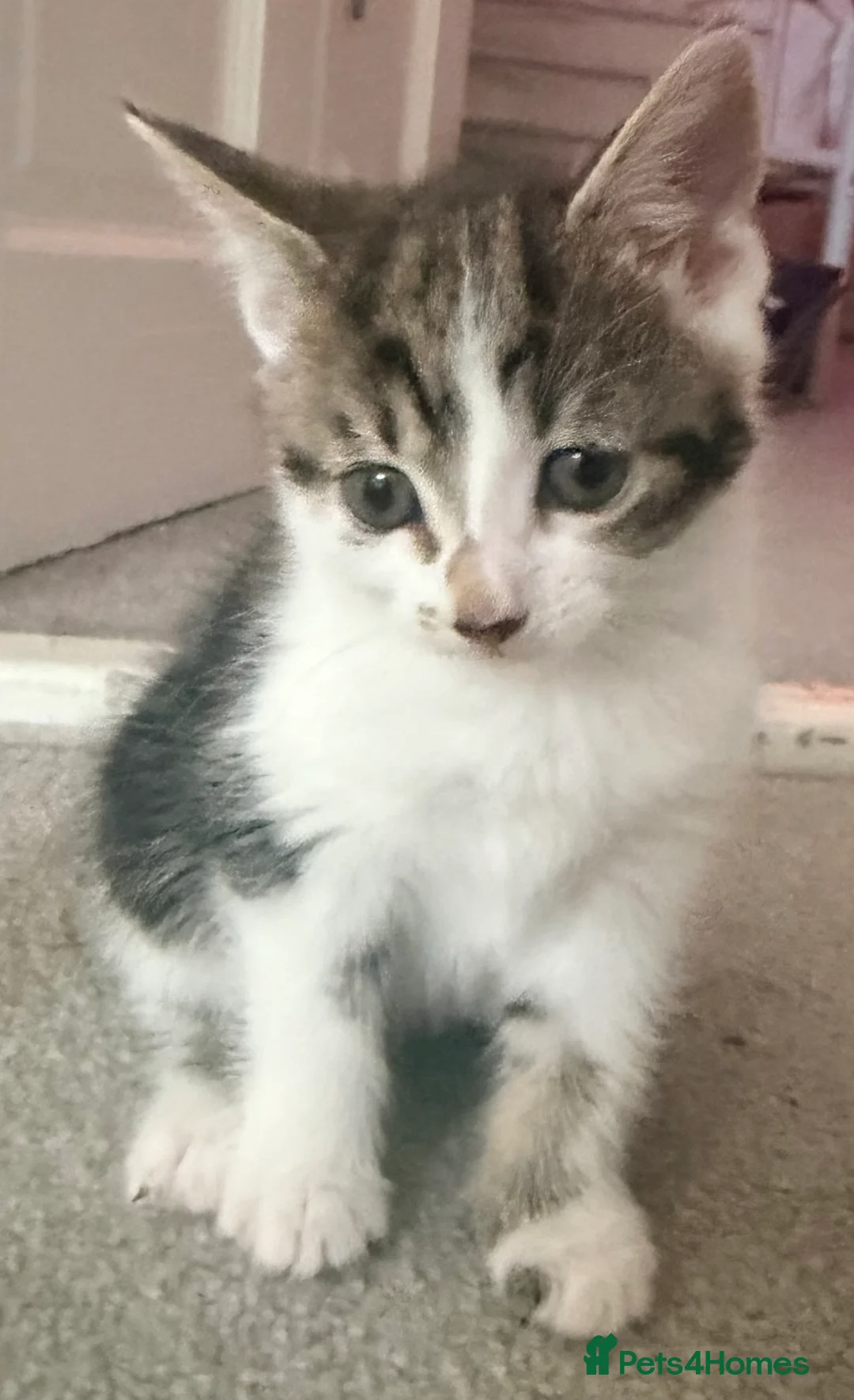 Mixed Breed cats for sale: Beautiful babies available - Advert 2