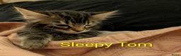 Domestic Shorthair cats for sale: READY TO LEAVE NOW🩵🩷 - Advert 9