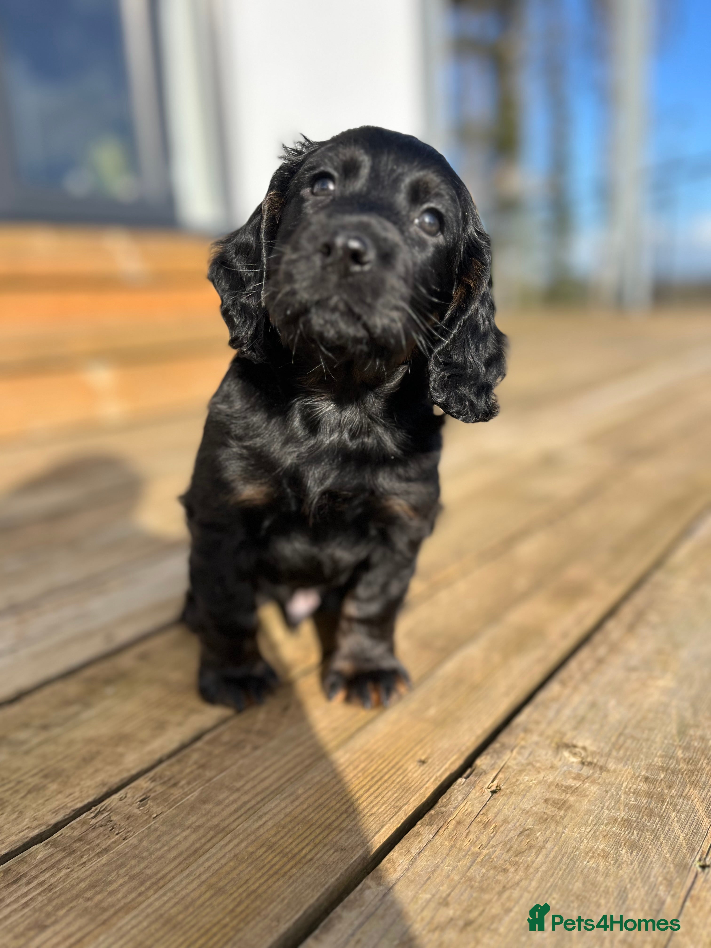 Cocker Spaniel dogs 🌟 KC working cocker spaniel puppies 🌟  - Advert 11